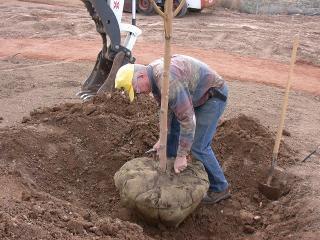 Organic Air Tree and Shrub Care - Planting a New Tree