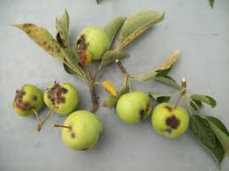 Organic Air Tree and Shrub Care - Apple Scab Disease