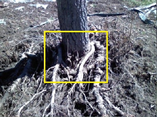 Organic Air Tree and Shrub Care - Root Girdling Help