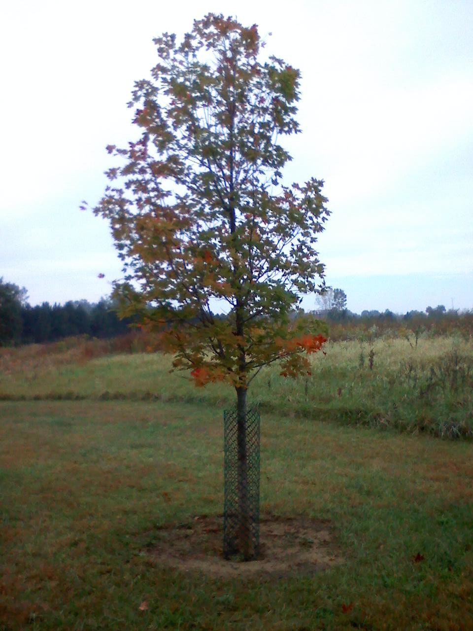 Tree 2 Before