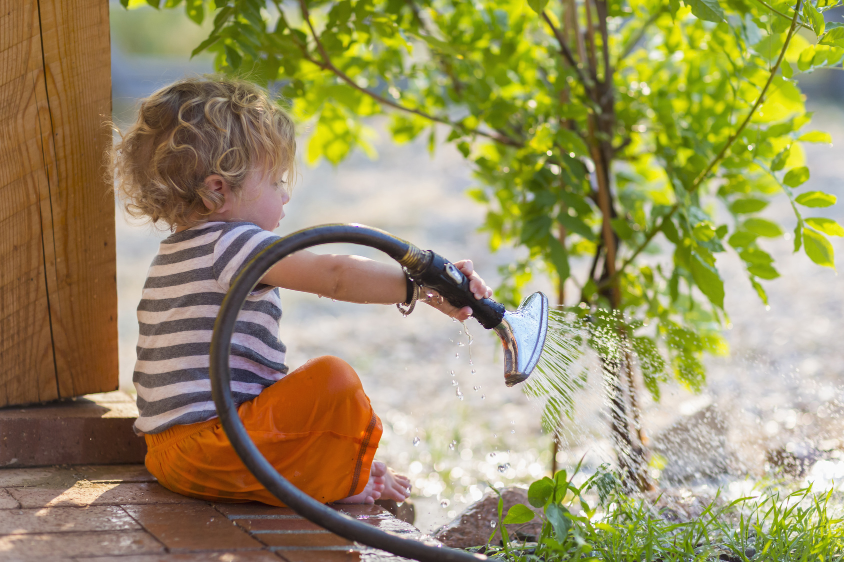 Organic Air Tree and Shrub Care - Watering a New Tree