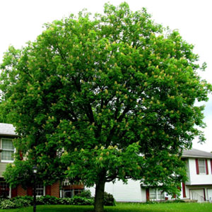 Buckeye tree in bloom