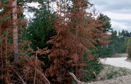 Organic Air Tree and Shrub Care - Evergreen Disease