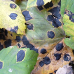 Leaf spots