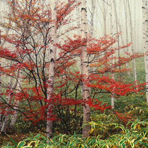 Birch trees