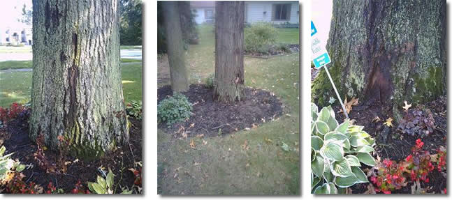 Organic Air Tree and Shrub Care - Tree Care Photo Trio 2  