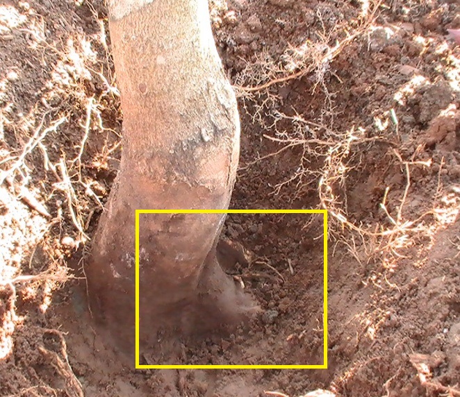 Root Flare Below Grade