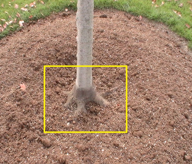 Correctly Planted Tree