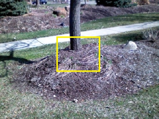 Organic Air Tree and Shrub Care - Root Girdling Help