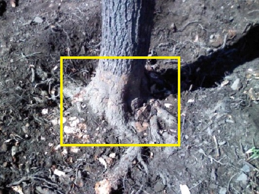 Organic Air Tree and Shrub Care - Root Girdling Help