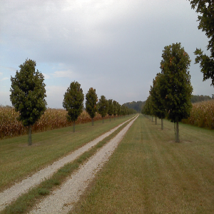 A rural dirt path lined with trees