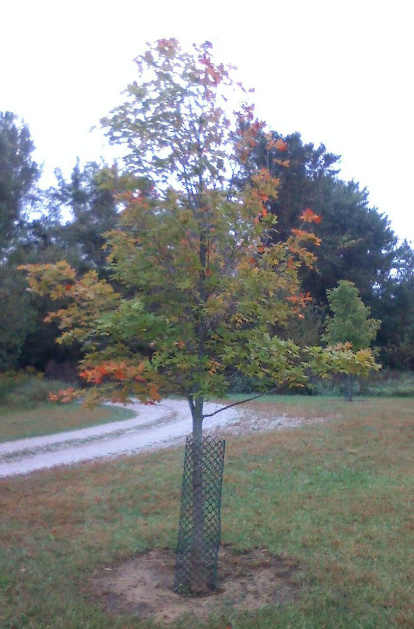 Tree 1 Before