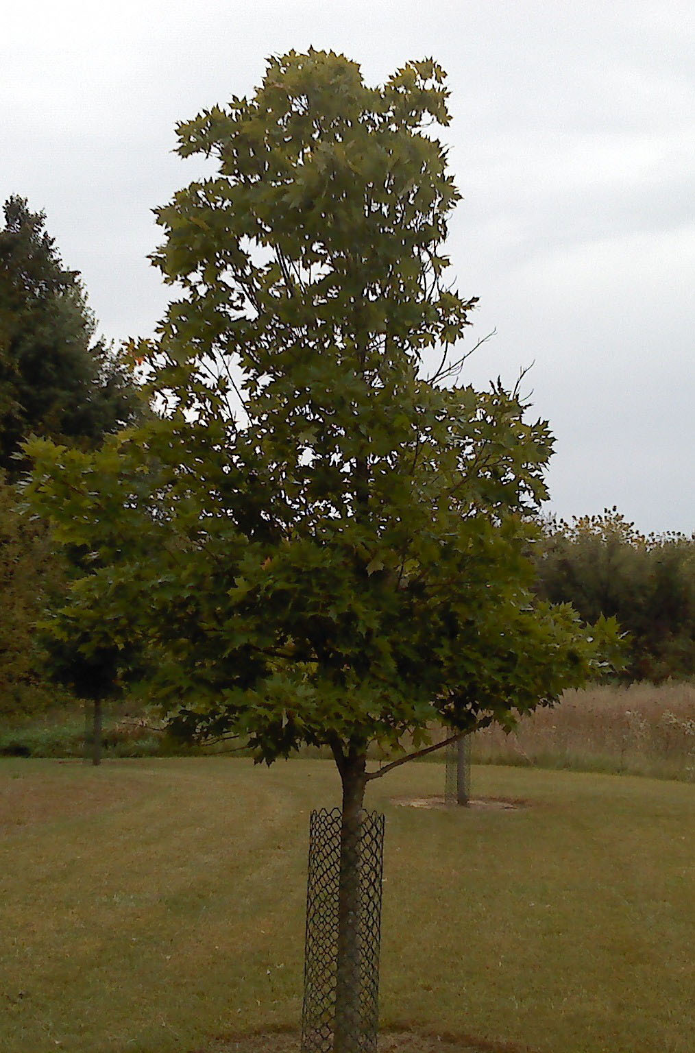 Tree 1 After