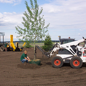 Planting New Tree Landscapes