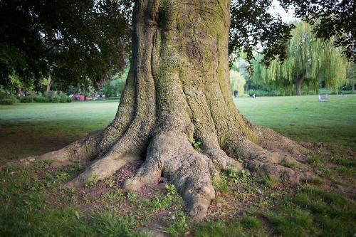 tree trunk